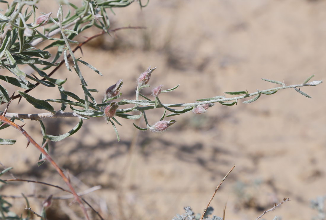 Image of Convolvulus fruticosus specimen.