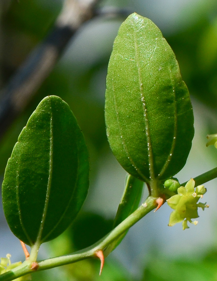 Image of Ziziphus lotus specimen.