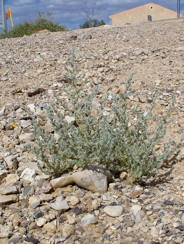 Image of Bassia muricata specimen.