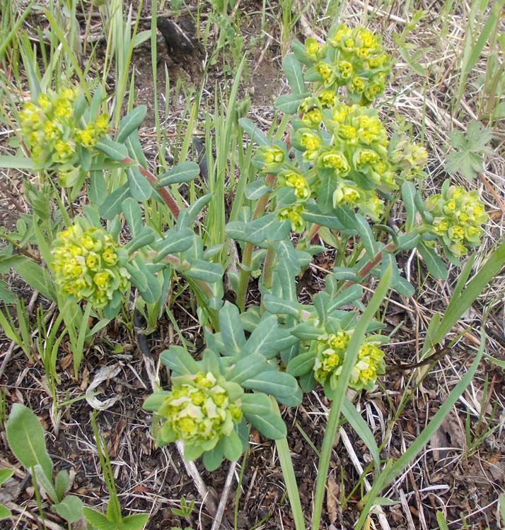 Изображение особи Euphorbia jenisseiensis.