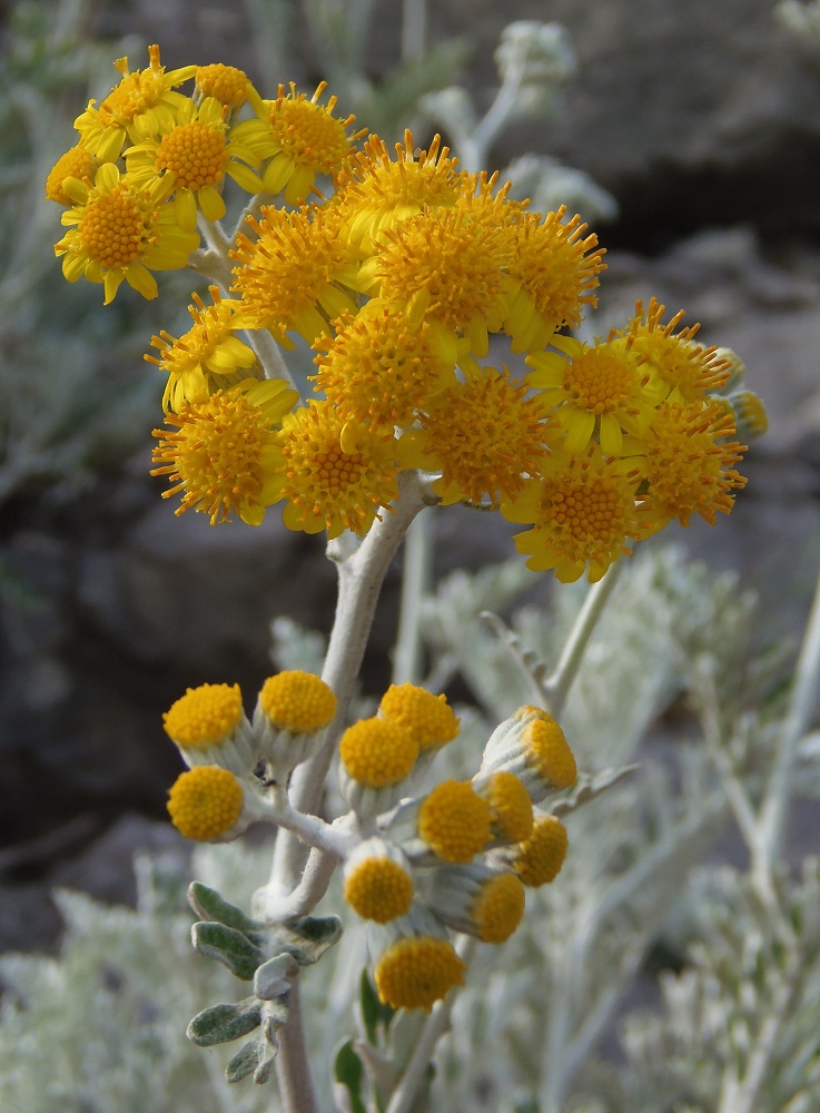 Image of Senecio cineraria specimen.