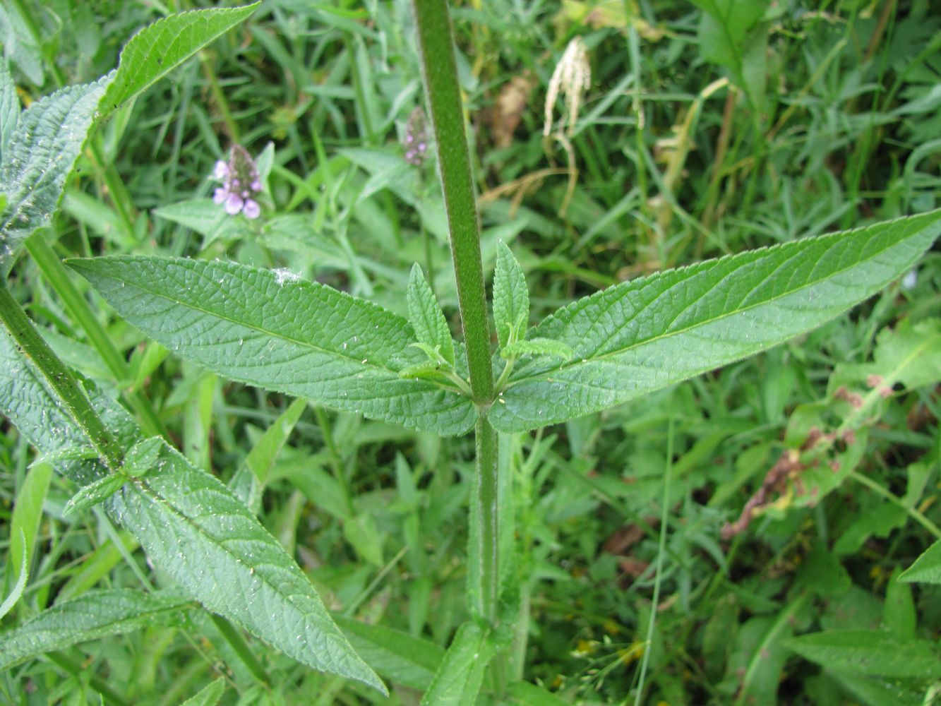 Image of Stachys palustris specimen.