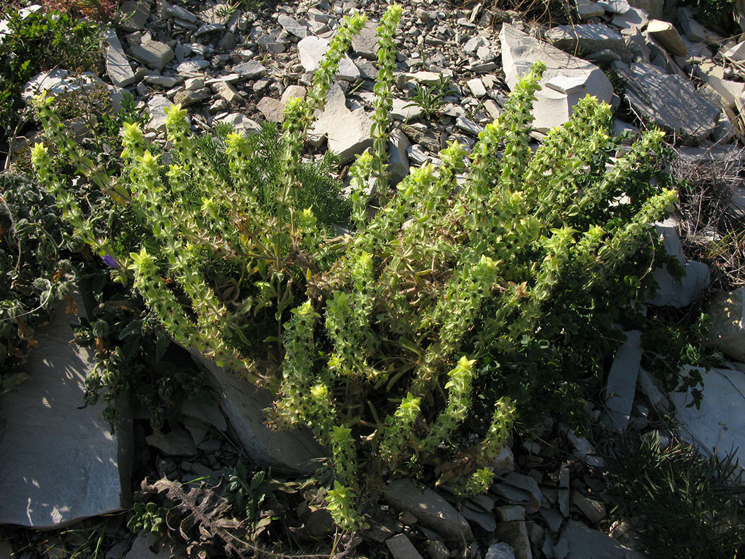 Image of Sideritis montana specimen.