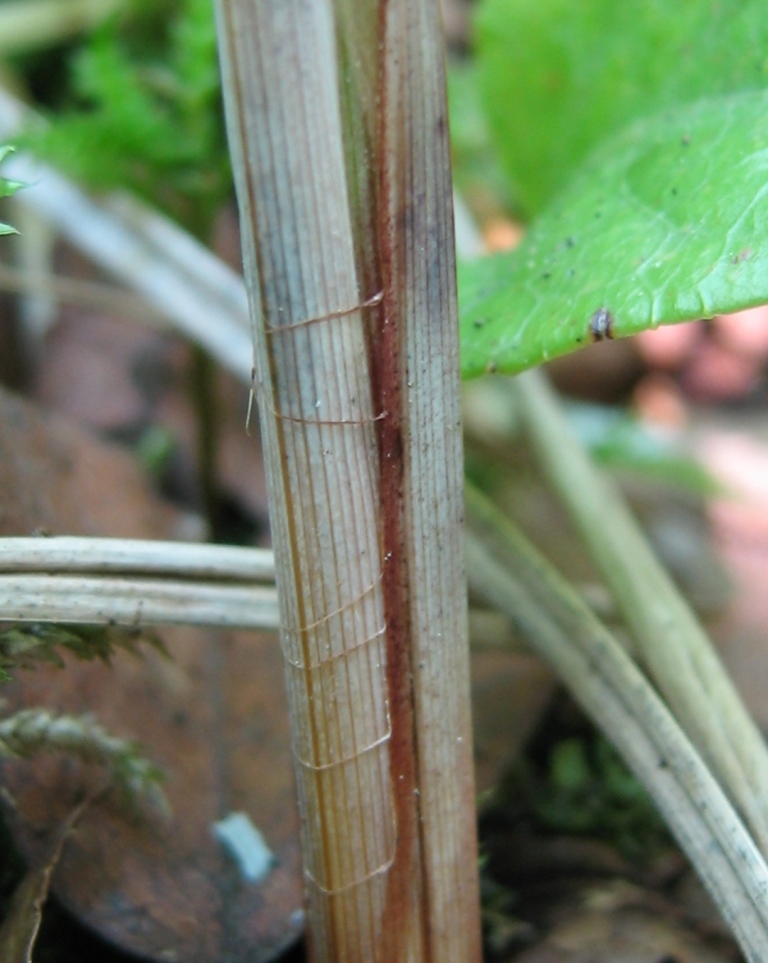 Image of Carex acutiformis specimen.