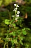 Goodyera repens