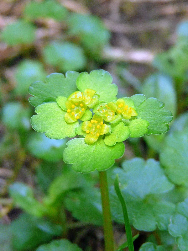 Изображение особи Chrysosplenium alternifolium.