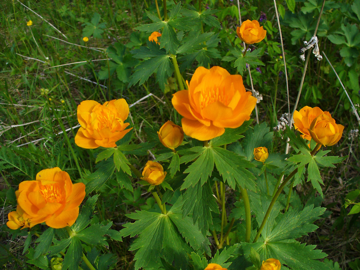 Изображение особи Trollius sajanensis.