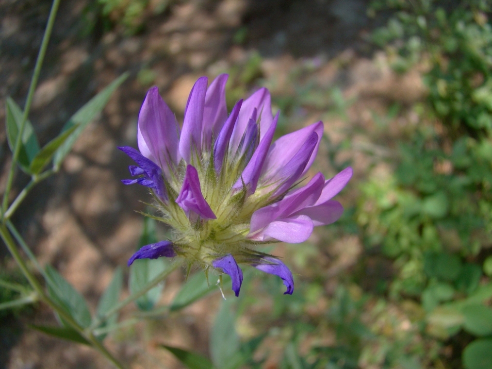 Image of Psoralea bituminosa ssp. pontica specimen.