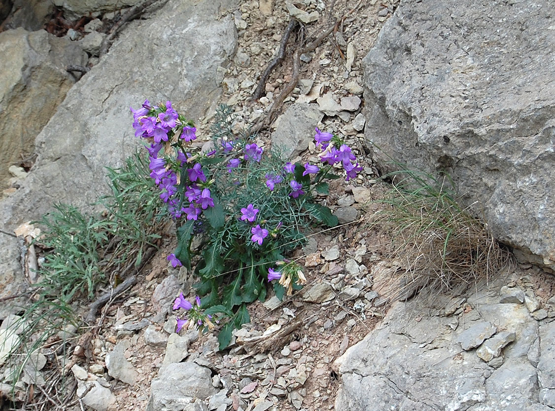 Image of Campanula taurica specimen.