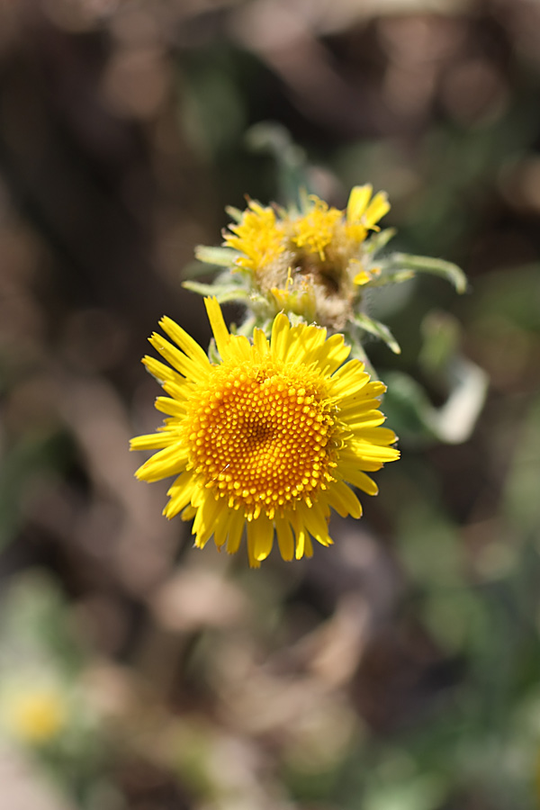 Image of Inula britannica specimen.