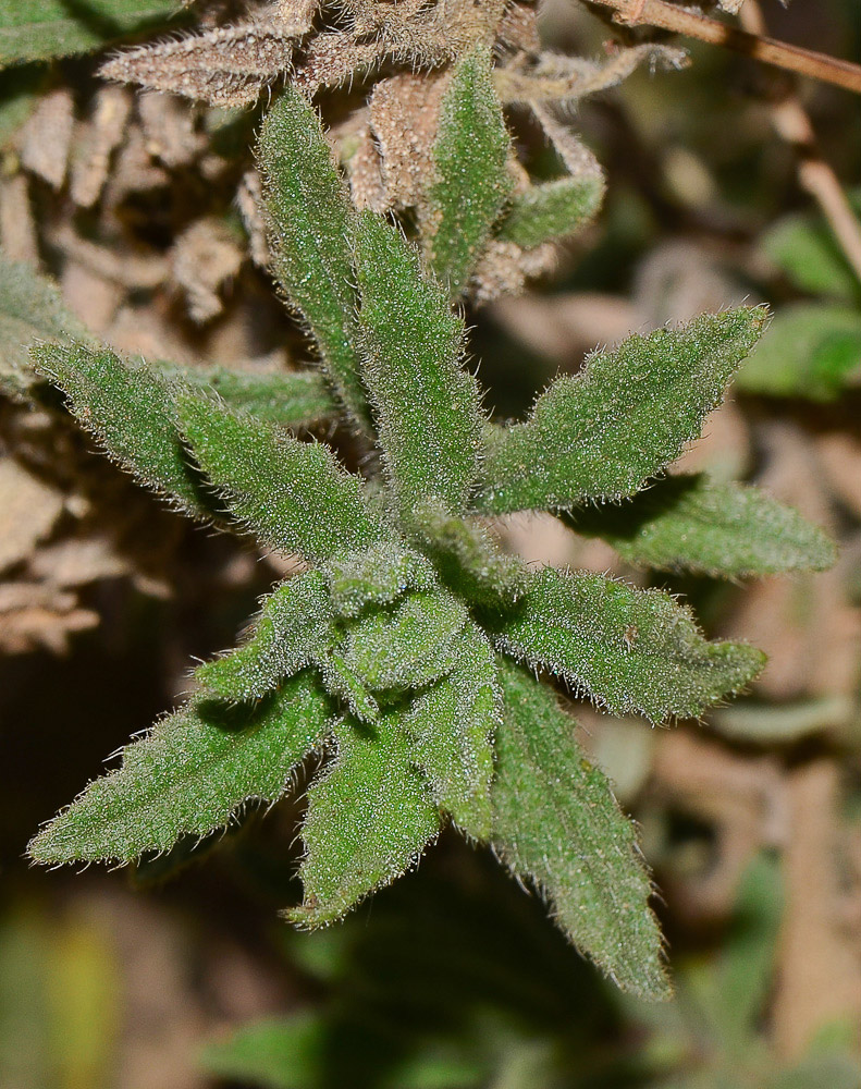 Image of Podonosma orientalis specimen.