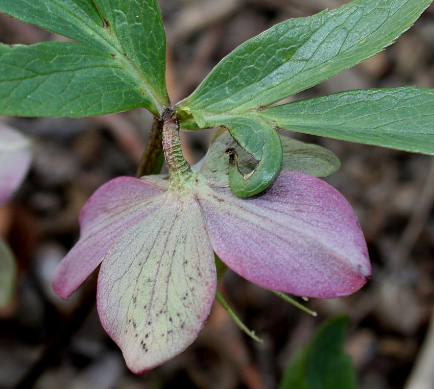 Изображение особи Helleborus purpurascens.