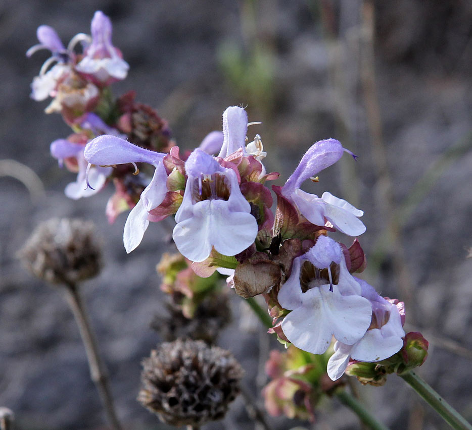 Image of Salvia pomifera specimen.