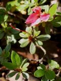 Rhododendron obtusum