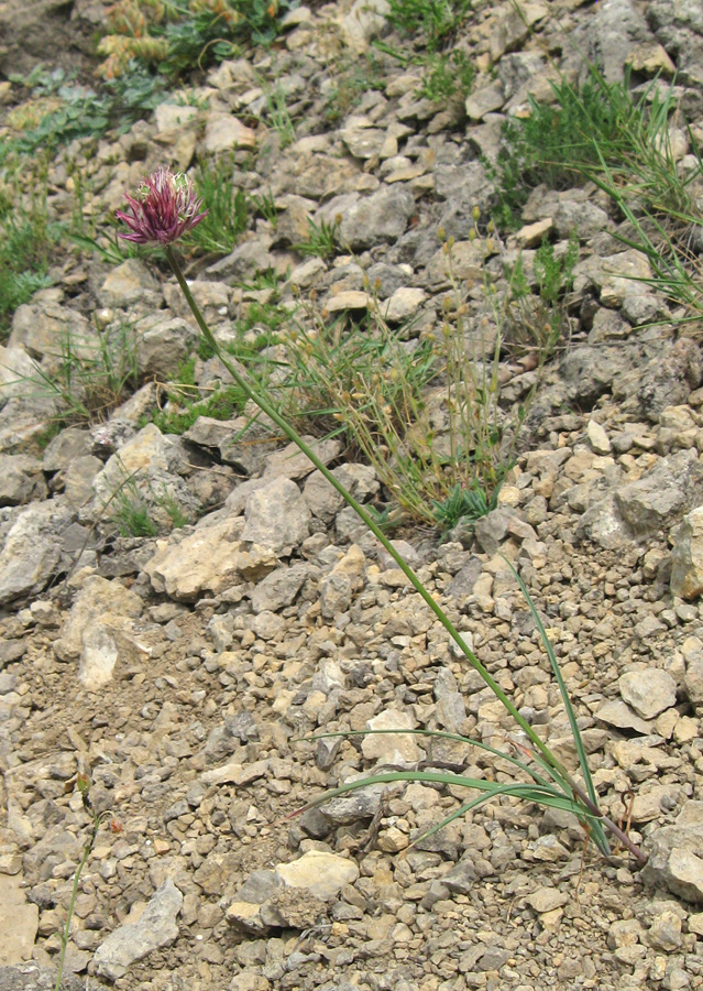 Image of Allium nathaliae specimen.