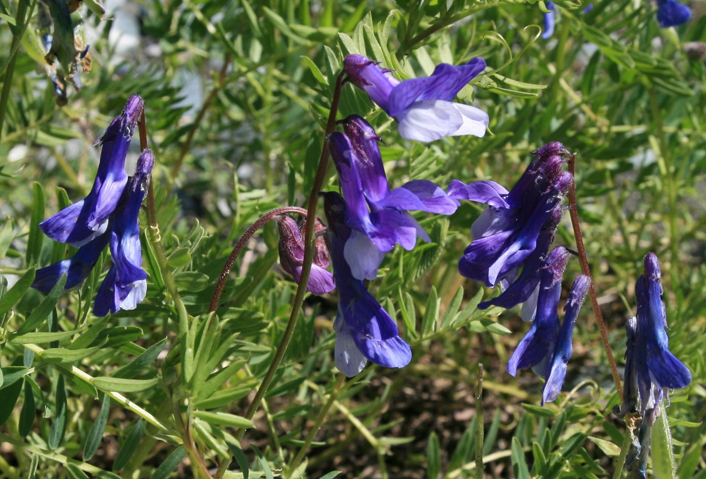 Image of Vicia sosnowskyi specimen.