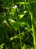 Epilobium hornemannii. Верхушка цветущего растения в прибрежных зарослях ивы. Мурманская обл., Североморский р-н, Тюва-губа, устье ручья. 12.07.2009.