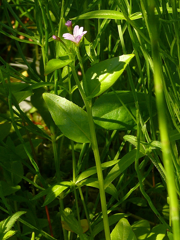 Изображение особи Epilobium hornemannii.