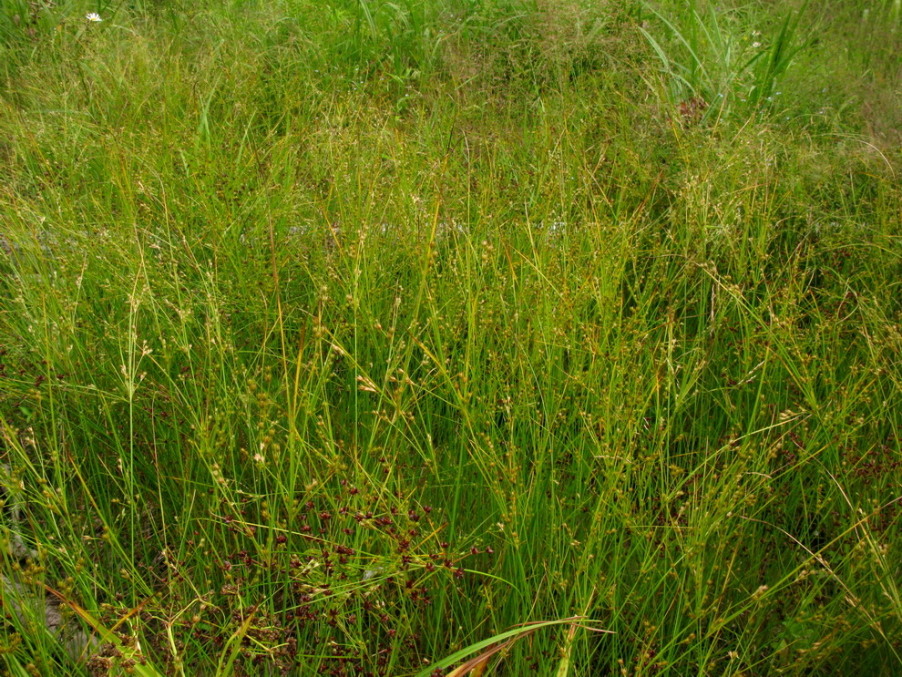 Image of Juncus tenuis specimen.