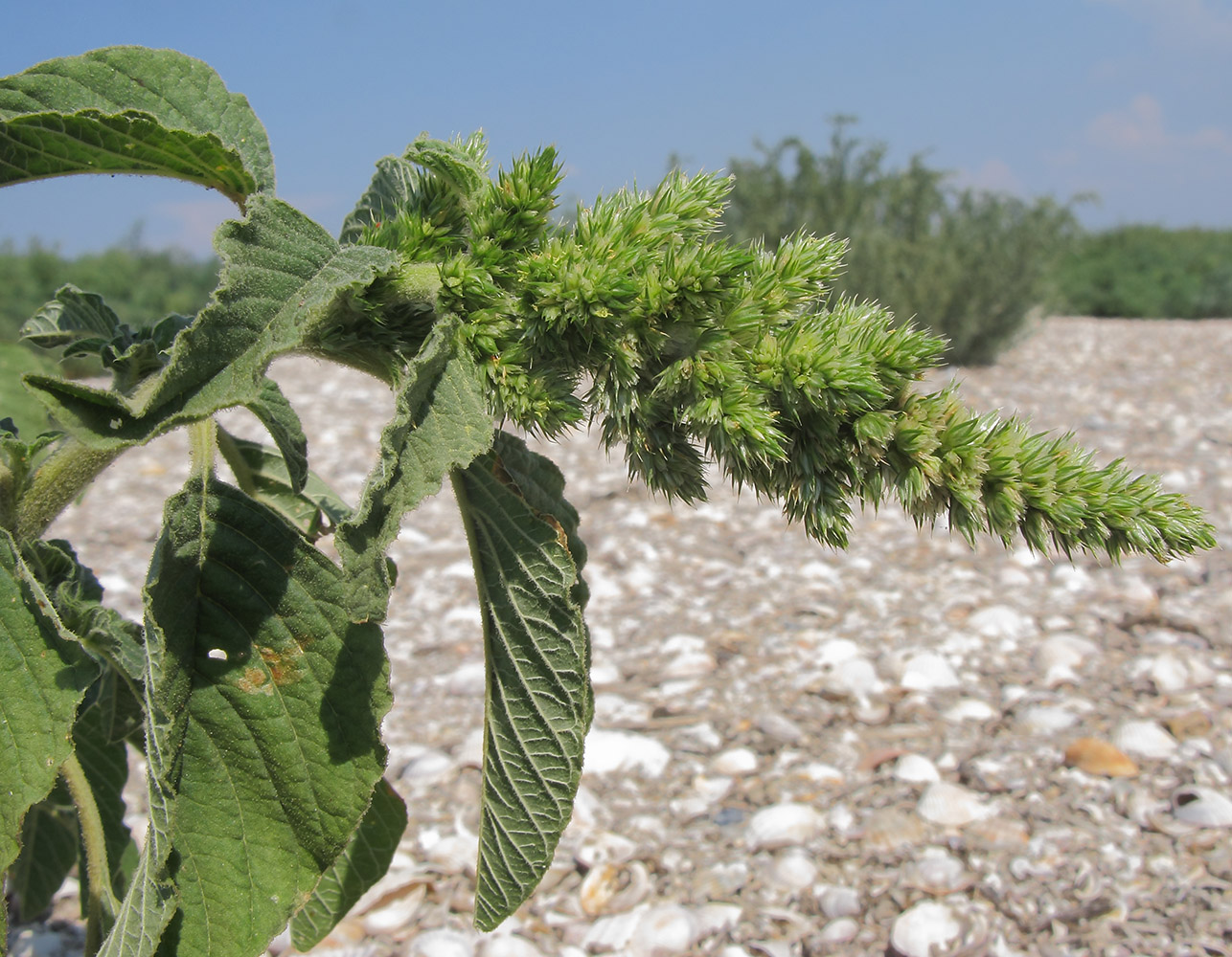 Image of Amaranthus retroflexus specimen.