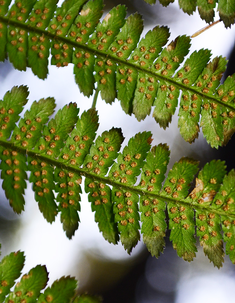 Image of Dryopteris filix-mas specimen.