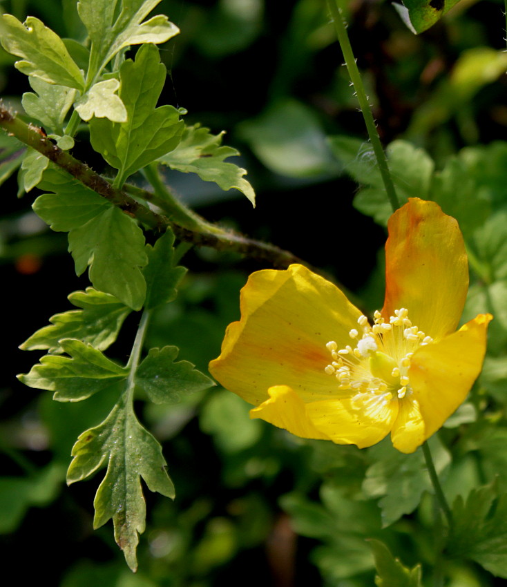 Image of Papaver cambricum specimen.