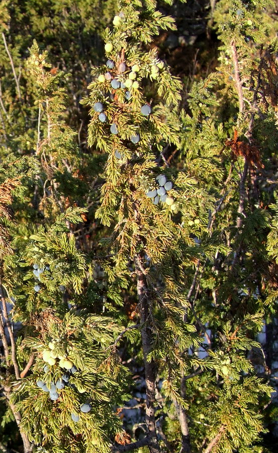 Image of Juniperus sibirica specimen.