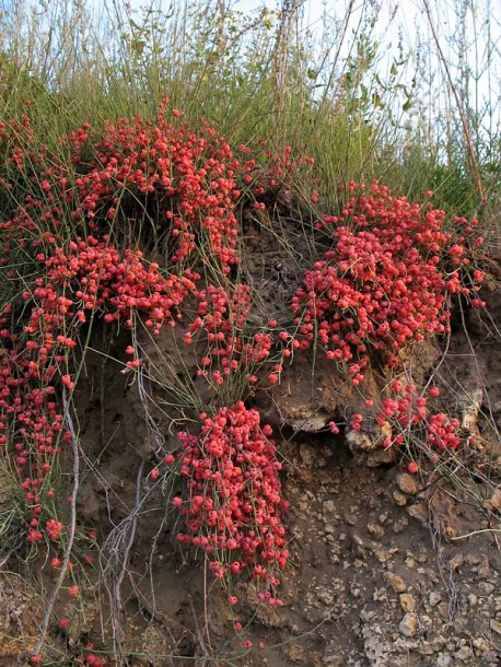 Изображение особи Ephedra distachya.