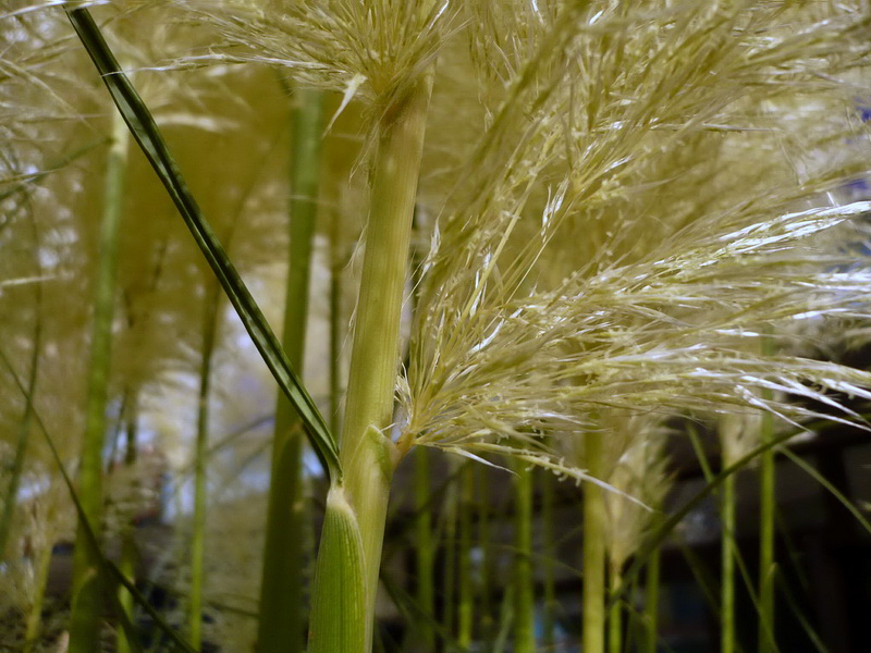 Изображение особи Cortaderia selloana.