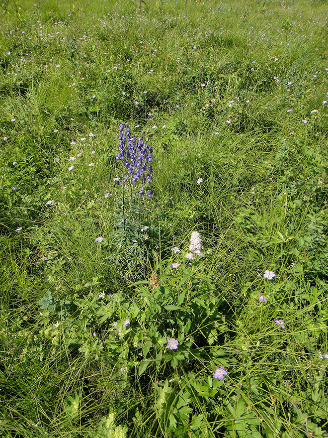 Image of Aconitum baicalense specimen.