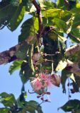 Barringtonia racemosa