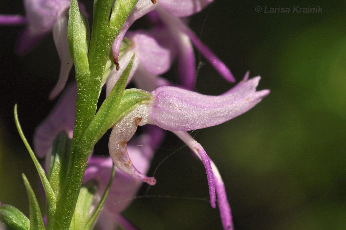 Neottianthe cucullata