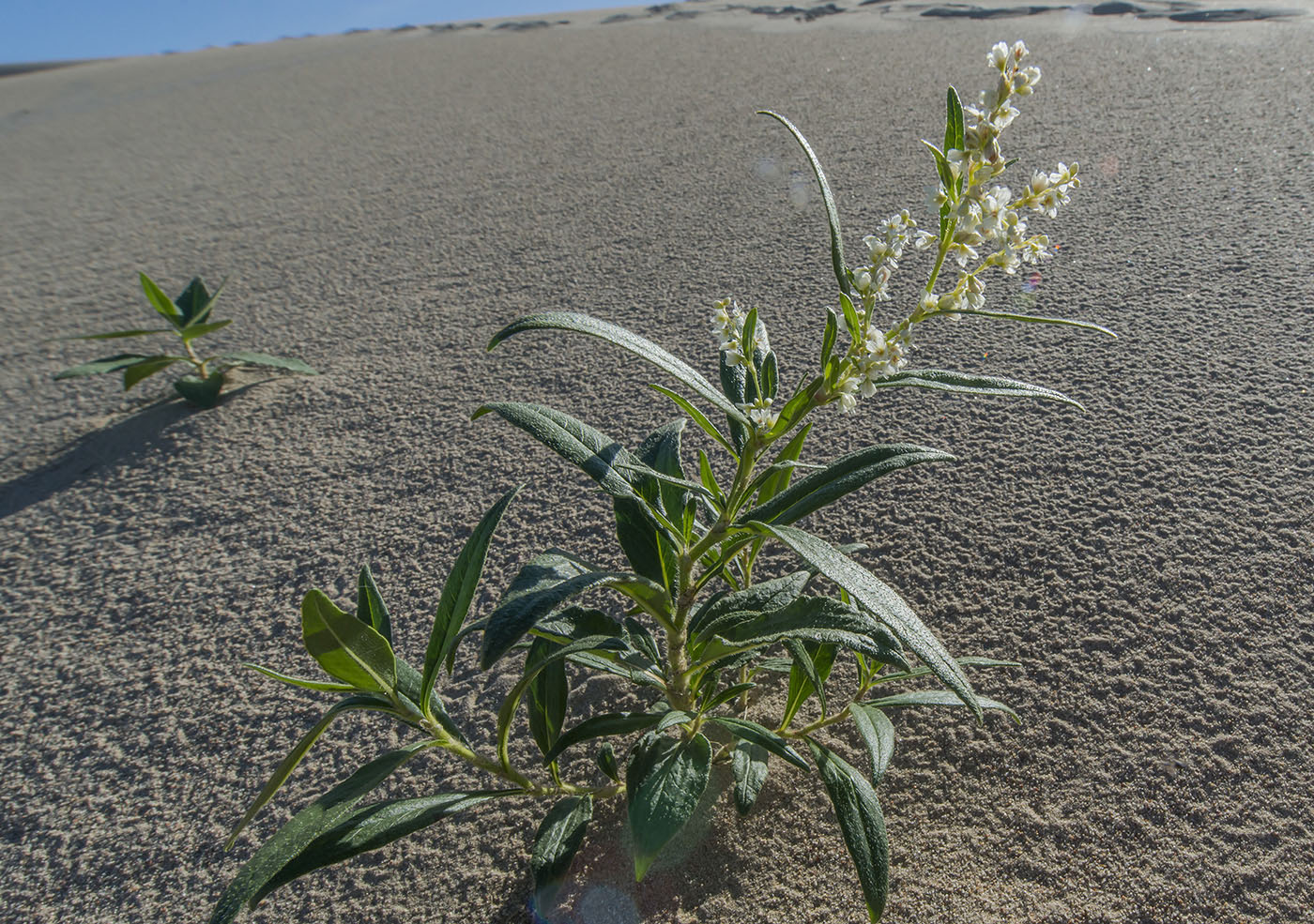 Image of Aconogonon chlorochryseum specimen.