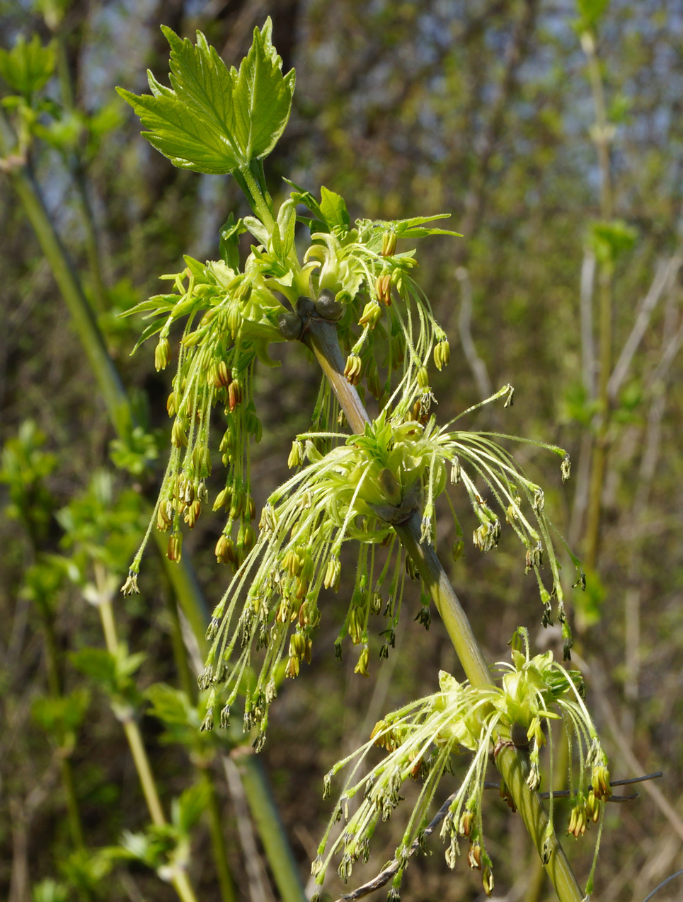 Image of Acer negundo specimen.