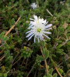 genus Drosanthemum. Цветущий побег. Франция, Прованс, Сен-Тропе, каменистый склон у берега моря. 24.07.2014.