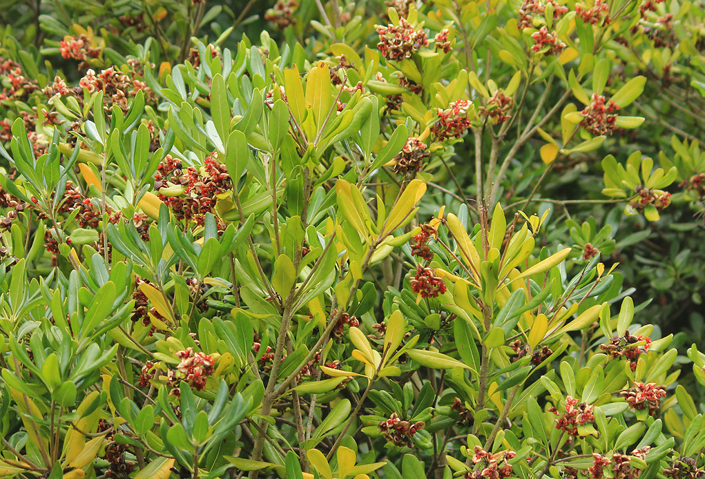 Image of Pittosporum trigonocarpum specimen.