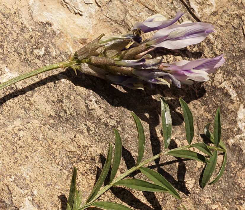 Image of genus Astragalus specimen.