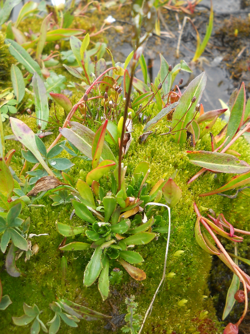 Image of Draba ochroleuca specimen.