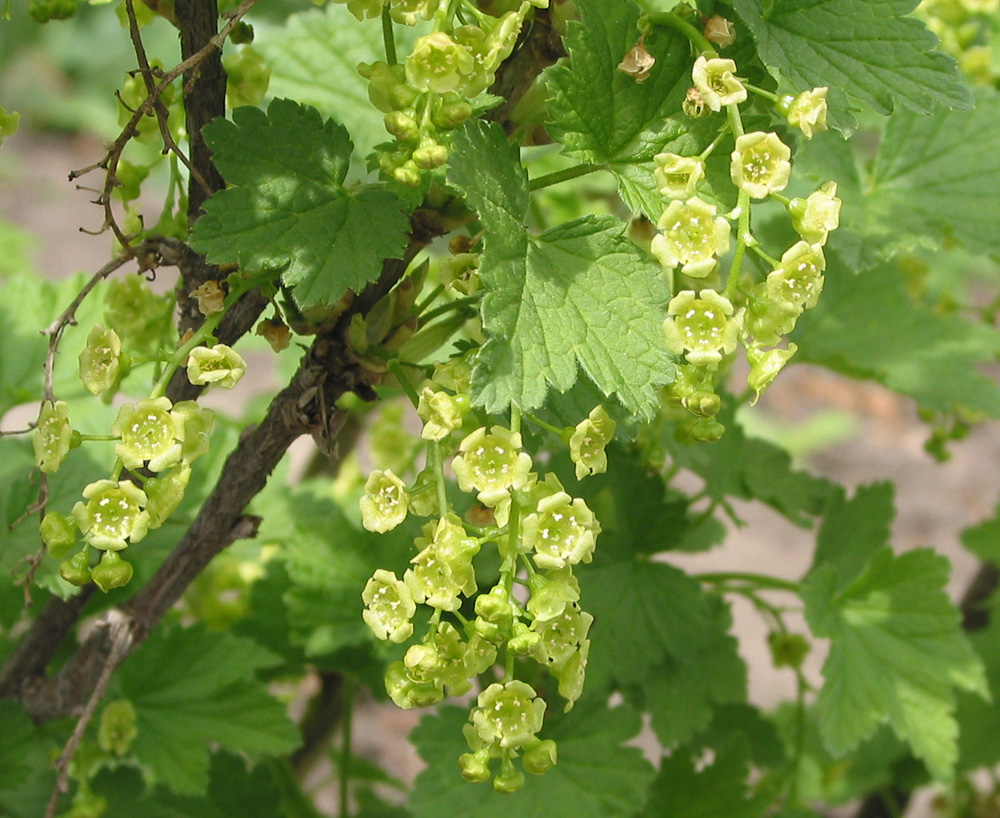 Image of Ribes rubrum specimen.