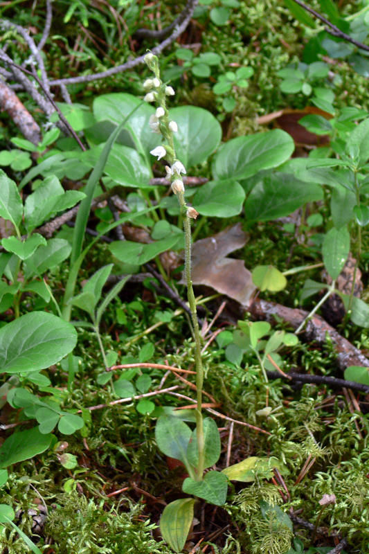 Image of Goodyera repens specimen.