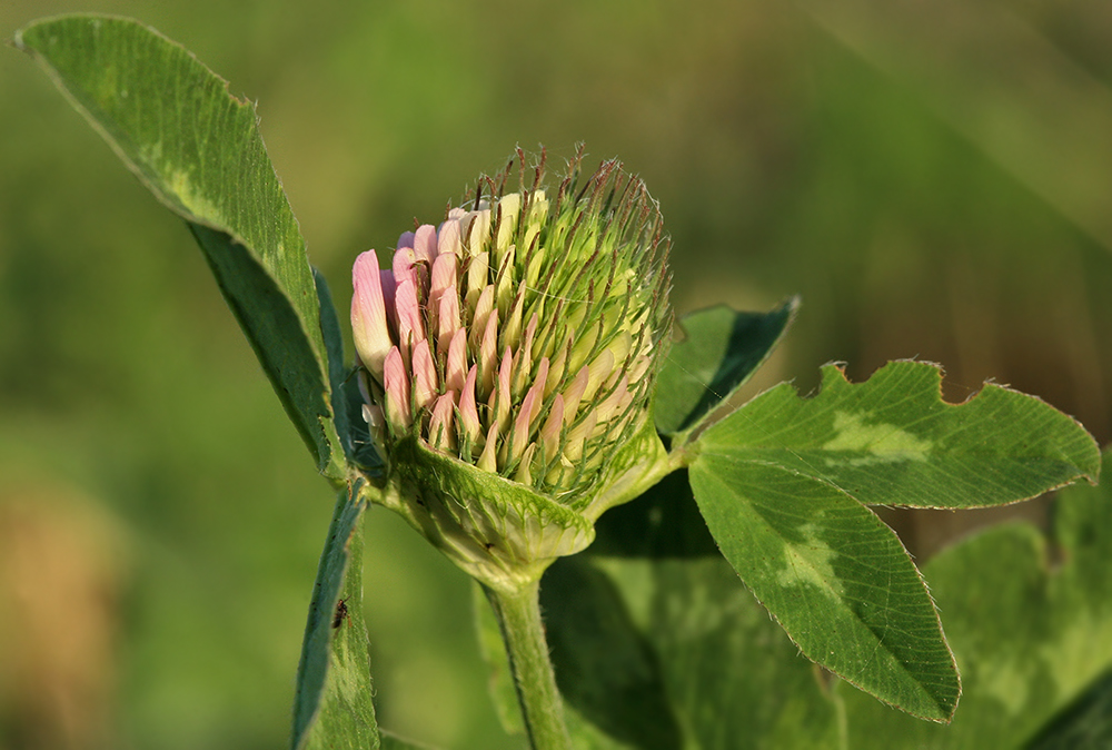 Image of Trifolium pratense specimen.