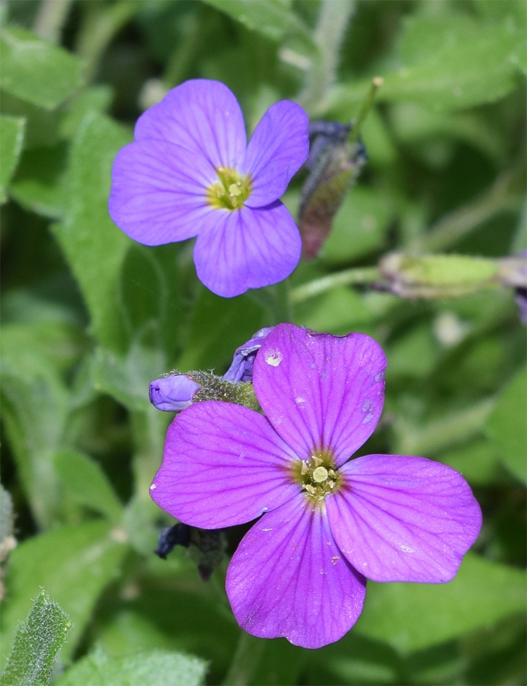 Image of Aubrieta &times; cultorum specimen.