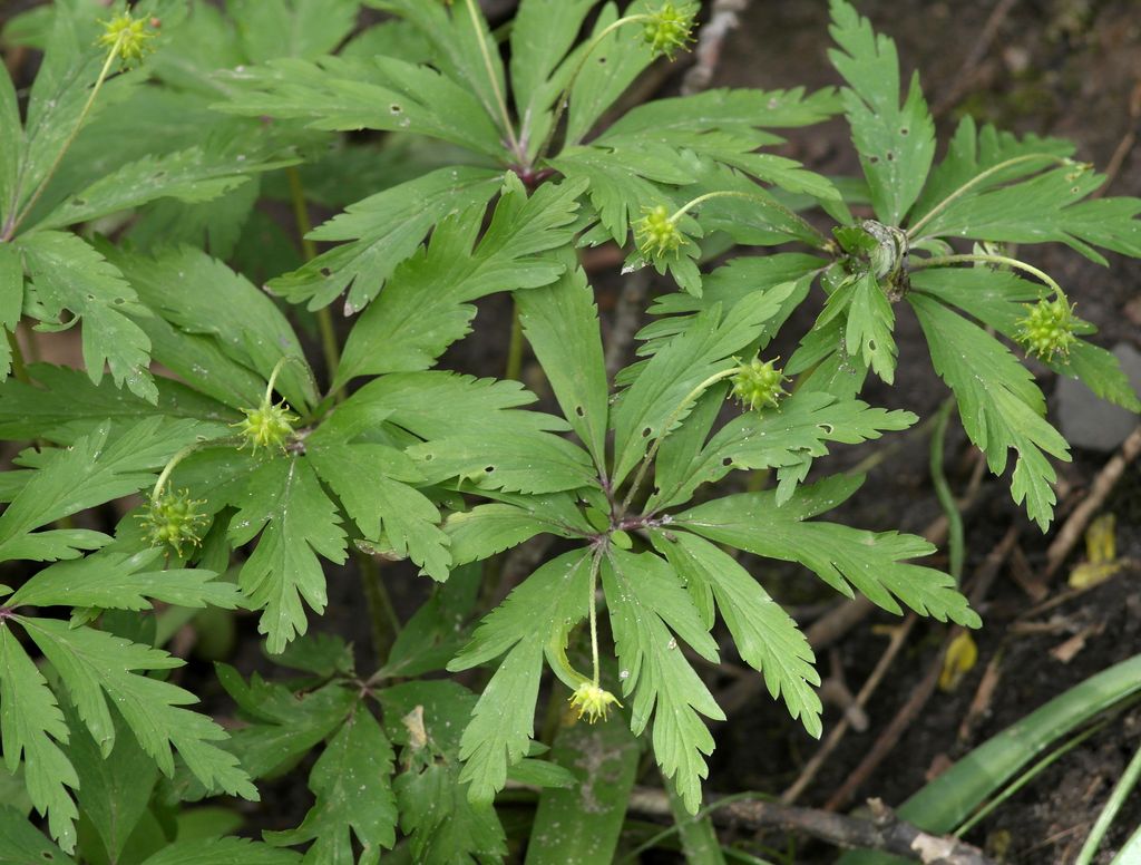 Image of Anemone ranunculoides specimen.