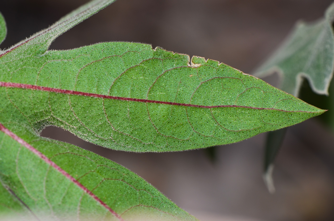 Image of genus Gossypium specimen.