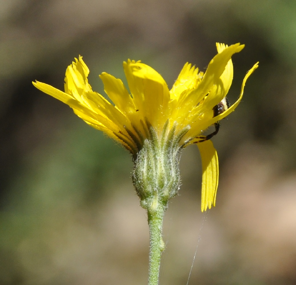 Image of genus Hieracium specimen.