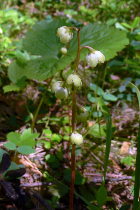 Image of Pyrola chlorantha specimen.