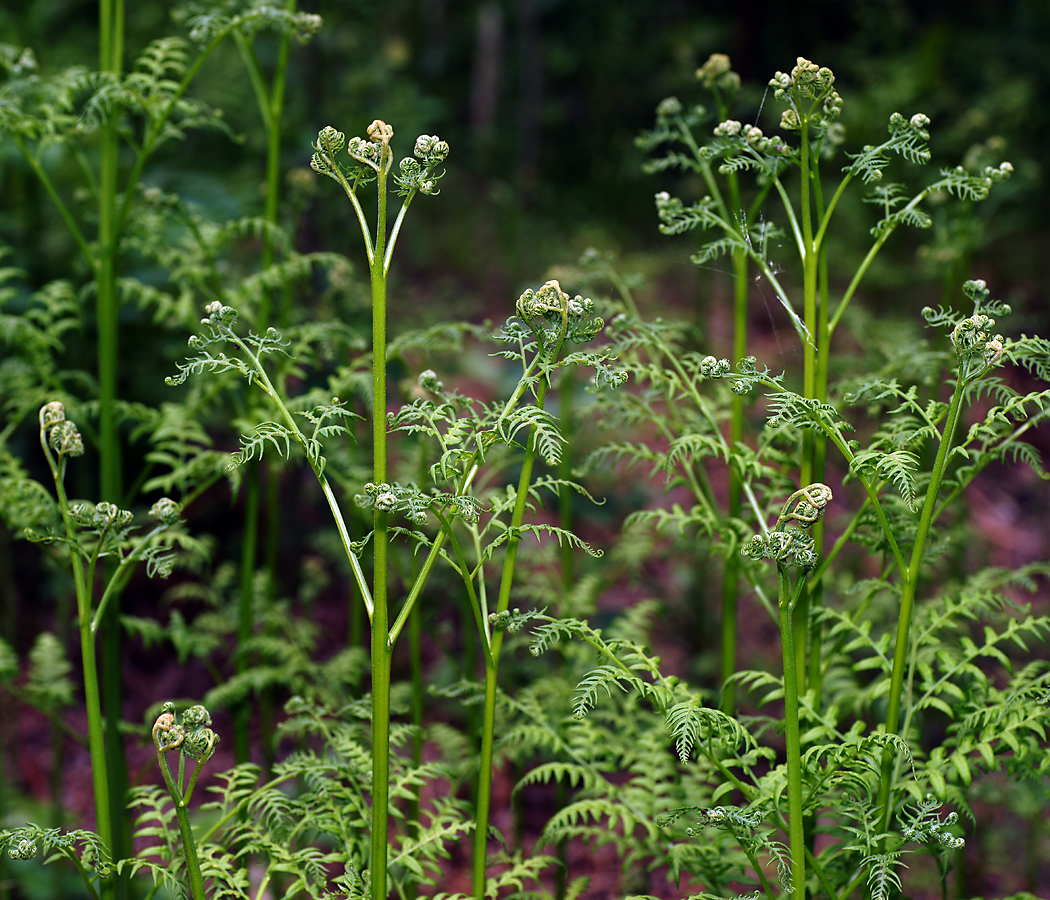 Изображение особи Pteridium pinetorum.