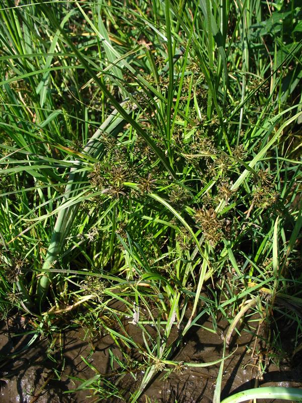 Image of Cyperus fuscus specimen.