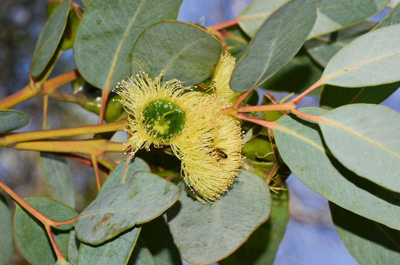 Изображение особи Eucalyptus woodwardii.