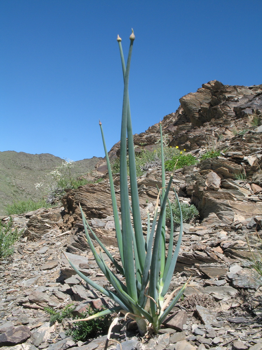 Image of Allium galanthum specimen.